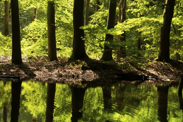Trees reflecting in a pond in the Dutch nature reserve Waterloopbos near Kraggenburg in the