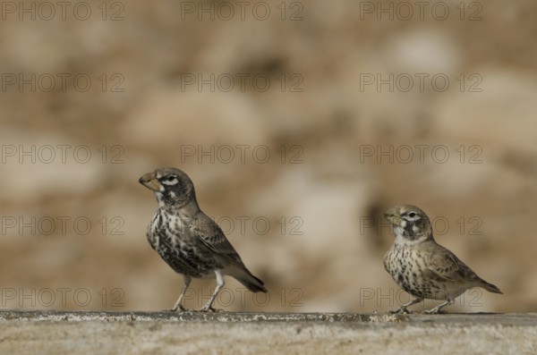 Cracker Lark (Ramphocoris clotbey)