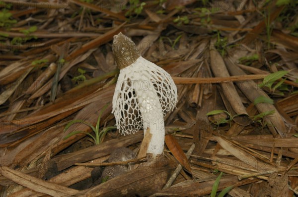 Veil lady (Dictyophora indusiata)
