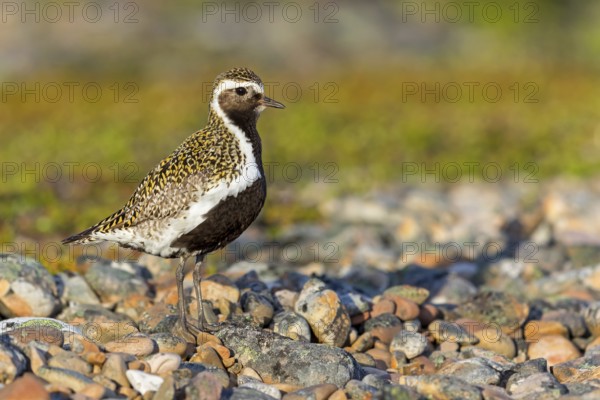 Golden plover, (Pluvialis apricaria), Charadrius apricaria, plover family, Varanger, Finnmark,
