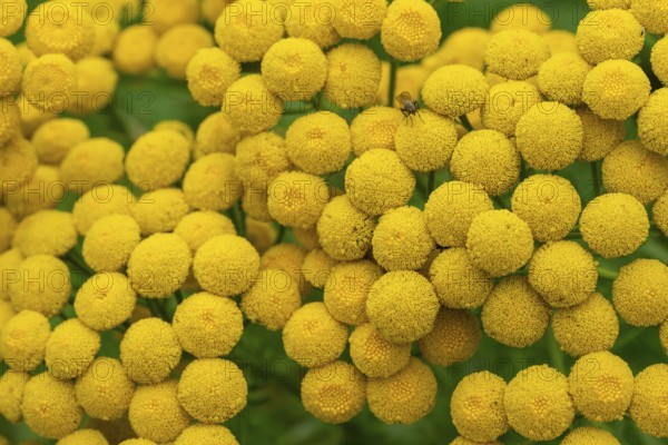 Close-up of the yellow flowers of tansy (Tanacetum vulgare), which form a dense, detailed pattern,