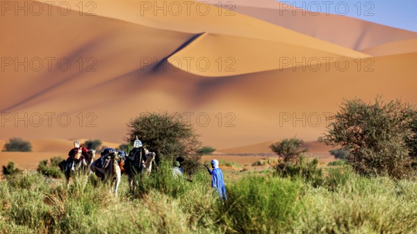 Group of people and camels crossing hilly, sandy desert with scattered greenery, Tuareg with his