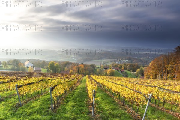 Autumn atmosphere, sunlight breaking through clouds, foliage colouring in the vineyard, St