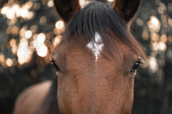 Close-up with the face of a brown horse with black hair and a white spot on its forehead, looking