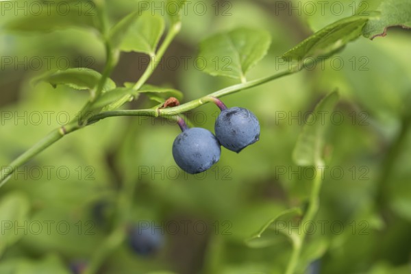 Forest european blueberry (Vaccinium myrtillus), Germany, Europe