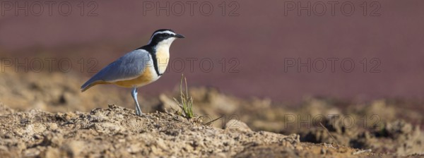 Crocodile-bird, (Pluvianus aegytpticus), Crocodile-bird, Egyptian Plover, Pluvian fluviatile,