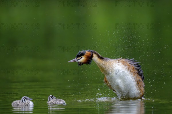 Great crested grebe (Podiceps scalloped ribbonfish) shakes itself wet while two chicks swim in the