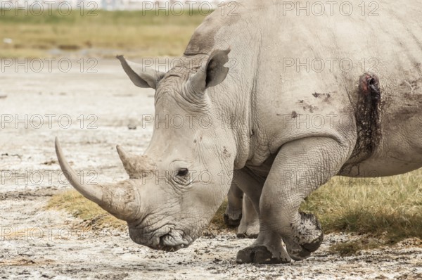A White Rhino in Lake Nakuru National Park that has been wounded by a bullet from a rifle, most