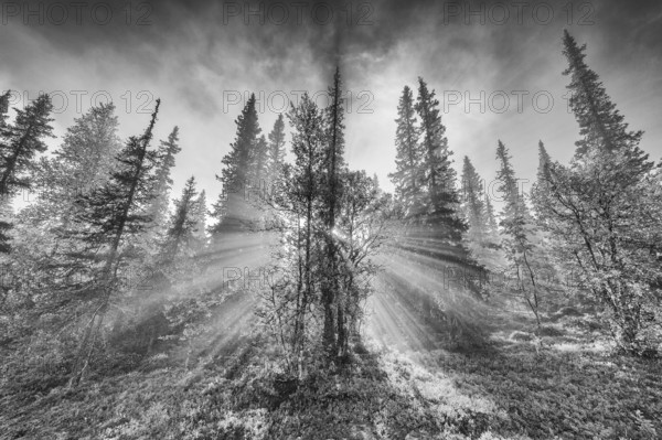 Sunbeams falling through trees, Dundret Nature Reserve, Gällivare, Norrbotten, Lapland, Sweden,