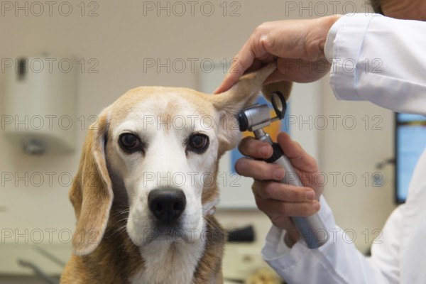 Ear examine by the veterinarian