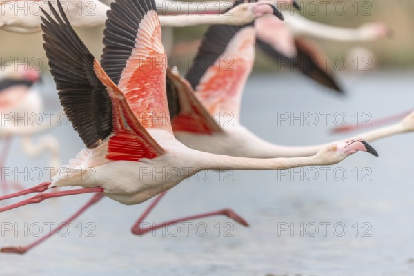 Flamingos (Phoenicopterus roseus) taking flight from a pond. Saintes Maries de la Mer, Parc naturel