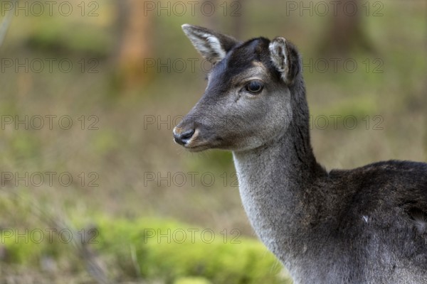 Fallow deer, female fallow deer (Dama dama), animal portrait, Landsberg am Lech Wildlife Park,