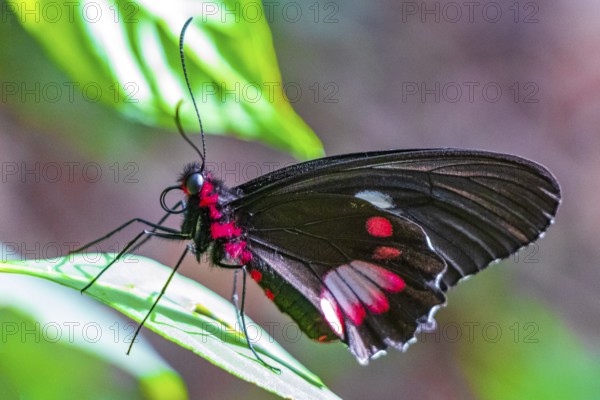 Red and black noble tropical butterfly on green nature background on big tropical island Ilha