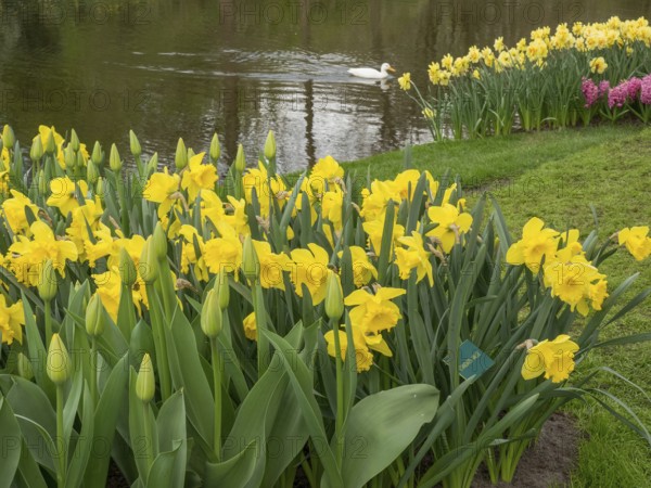 Wild daffodils blooming at the edge of a pond, a swan swims in the background, amsterdam, the