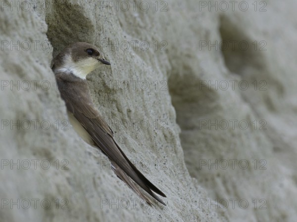 Sand martin (Riparia riparia) sitting at the entrance to its breeding tube, Rhine bank, High Rhine,