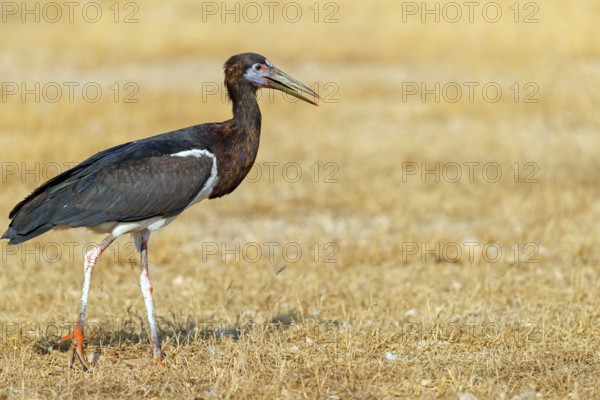 Abdim's stork, rain stork, Abdim, (Ciconia abdimii), African stork species, family of storks,