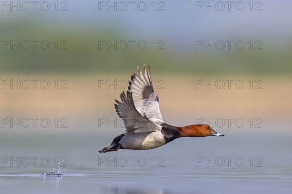 Pochard, (Aythya ferina), Anas ferina, animals, birds, duck birds, flight photo, Race area -