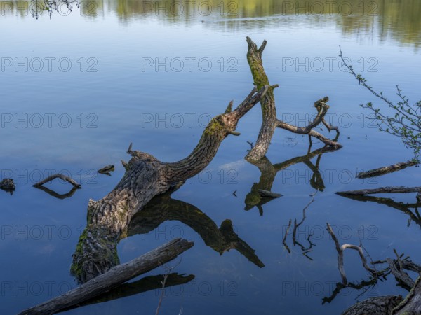 Deadwood reflected in the water of the Kreuzteich pond in the Riddagshäuser Teiche nature reserve,