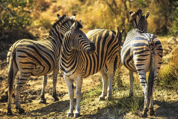 Game drive safari. Three African Zebras in Madikwe Game Reserve, South Africa, located against the