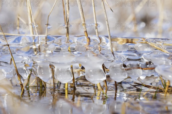 Frozen ice formations surround reed grasses standing in clear water, Sipplingen, Lake Constance,