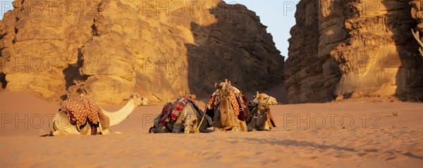 Camels lying down in the desert sand, Wadi Rum, Jordan banner