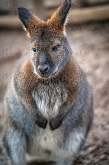 Close-up of a wallaby (Macropodidae) with detailed fur in a natural environment, Eisenberg,