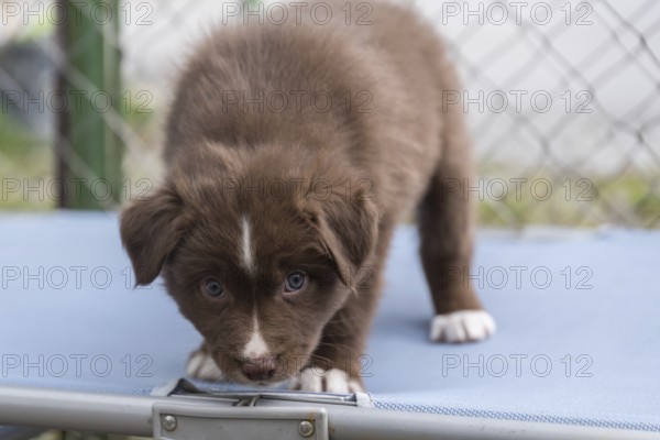 An Australian Shepherd puppy looks curious - close-up