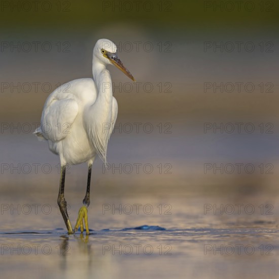 Western Reef Heron, Western Reef-Heron, Western Reef-Egret, (Egretta gularis), Garceta Dimorfa,