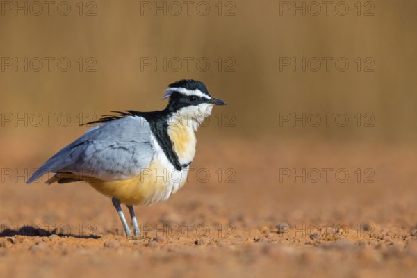 Crocodile-bird, (Pluvianus aegytpticus), Crocodile-bird, Egyptian Plover, Pluvian fluviatile,