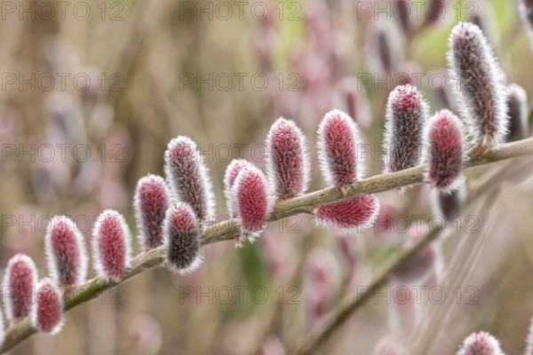 Red pussy willow (Salix gracilistyla 'Mt. Aso'), RHS Garden Wisley, Great Britain