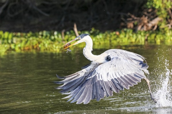 Cocoi heron catching a Pirhana in flight over a river, wings down, Pantanal Wetlands, Mato Grosso,