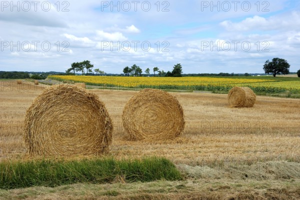 Round straw bales in harvested fields
