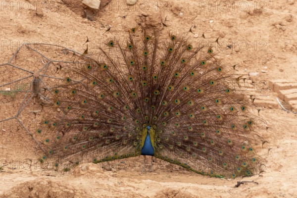 A peacock courtshipping and showing his feathers in Morocco