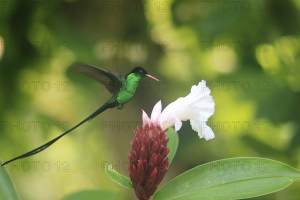 A Doctor Bird or Pennant-tail (Trochilus polytmus), Hummingbird, National Bird of Jamaica, Middle