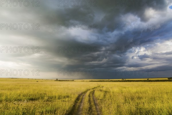 Journey to Africa. Storm clouds over a grassy savannah. The famous Masai Mara Reserve in Kenya. The