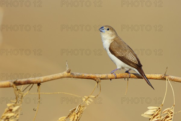 African silverbill, silver beak, silver pheasant, trusting bird, ornamental bird in Europe, family