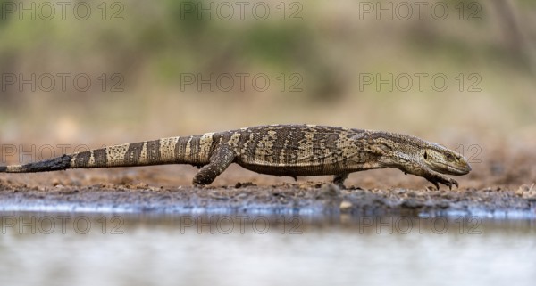 White-throated monitor lizard (Varanus albigularis) Zimanga, South Africa, Pangolins, Animals,