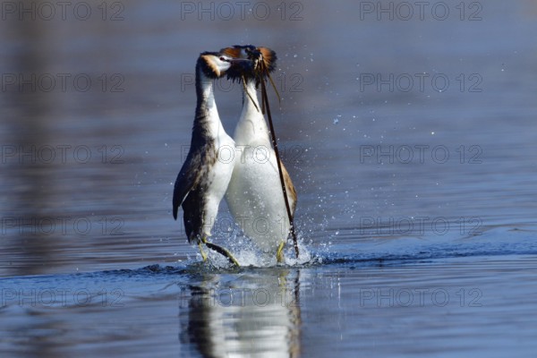 A Great crested grebe pair in a courtship dance. Lake, bird. Great crested grebes during their