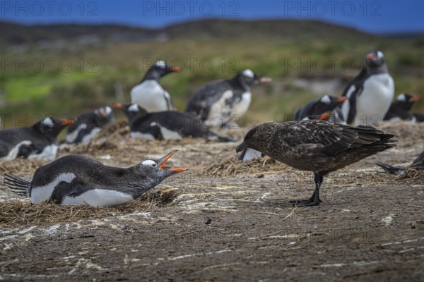 Subantarctic skua, or Brown Skua (Catharacta antarctica), at a breeding colony of gentoo penguins