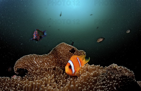 Red Sea Anemonefish, Amphiprion bicinctus, Djibouti, Djibouti, Africa, Afar Triangle, Gulf of Aden,