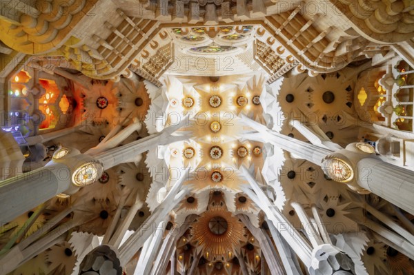 For the vault in the nave of La Sagrada Familia church, Antoni Gaudi drew inspiration for his