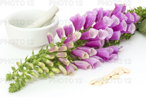 Common foxglove with mortar, pestle and pills over white background Common foxglove with mortar,