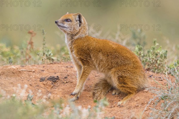 Yellow mongoose (Cynictis penicillata), Addo Elephant National Park, Addo, Western Cape, South