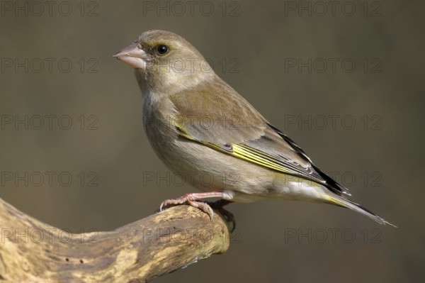 Greenfinch, Greenfinch, European Greenfinch, Western Greenfinch, Carduelis chloris, (Chloris