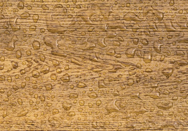 Great wooden background with a section from an oak plank with water drops on it. The wood, which is