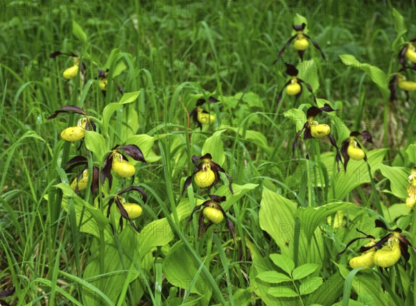 Yellow lady's slipper orchid, Cypripedium calceolus, yellow lady's slipper, yellow lady's slipper