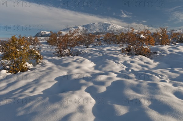 Snowy Hersbt landscape in Doeralen valley, Rondane National Park, Oppland Fylke, Norway, September
