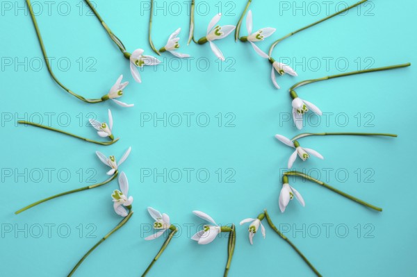 Flat lay composition with snowdrop flowers on color background, copy space for text. Circle made of