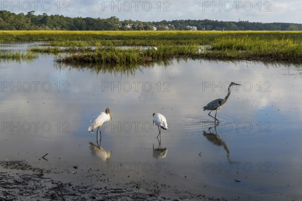 Two wood storks and a great heron in the tidal waters and marshlands of Huntington Beach State Park