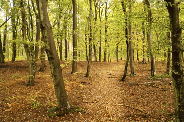 Beech forest in the fall. Green and colored leaves. Orange-brown leaves on the forest floor. Forest